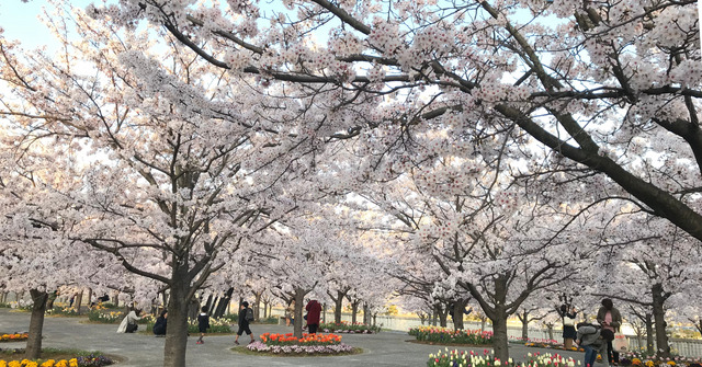 千葉市近郊のお花見スポット「さくら広場」をご紹介！入学・入園写真におすすめ
